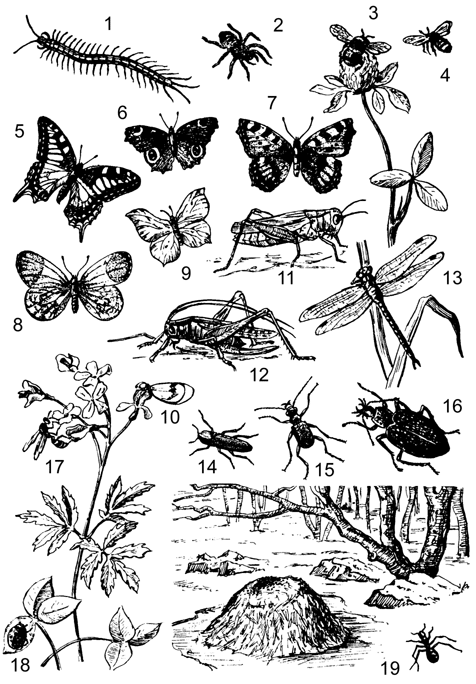 Рис. 10. В мире насекомых.