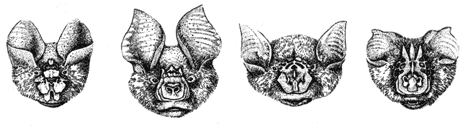Рис. 69. Летучих мышей семейства ложных подковоносов (Hyppsidendae) можно принять за чертей... (по А. Трассе).